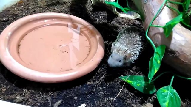 Иглистый тенрек смотреть онлайн