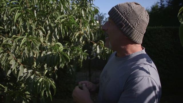 The first steps for stopping leaf curl on peaches and nectarines смотреть онлайн