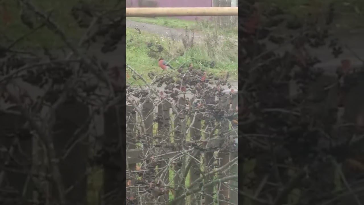 А вы такое видели??/снегири в октябре смотреть онлайн