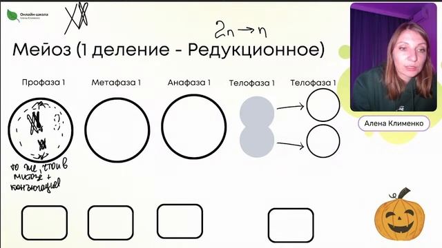 Митоз и Мейоз
