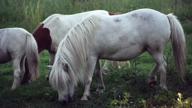 Звуки разных животных смотреть онлайн