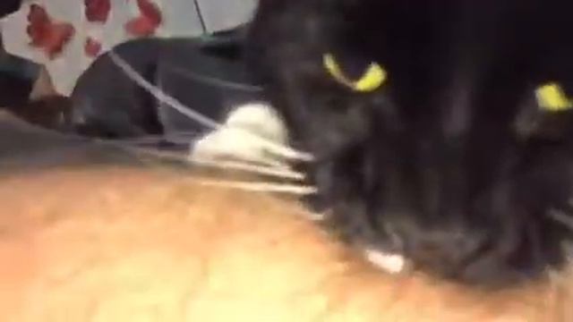 Merlin is an angry cat смотреть онлайн