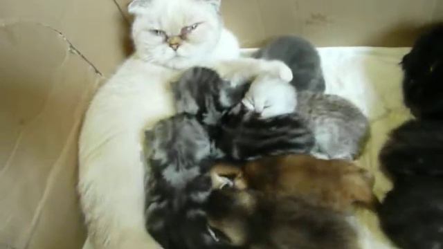 Маги и Буся и их котята( 12-13 дней) смотреть онлайн