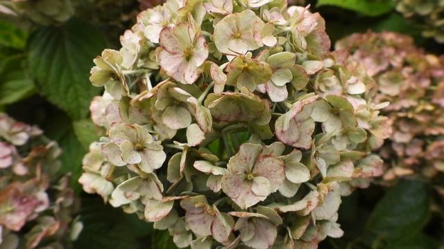 Nikon Coolpix P1000: Video Features & Comparisons To  A Full Frame Camera, Zoom Samples And More!