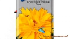 Кореопсис крупноцветковый Затея (zateya) ? кореопсис Затея обзор: как сажать семена кореопсиса Зате