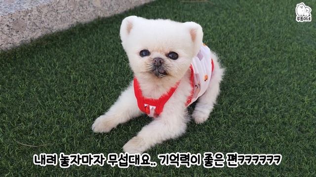 잔디가 너무 무섭다는 8살 강아지ㅋㅋㅋ 퐁키가 부들 부들 떠는 이유 아시는 분??? смотреть онлайн