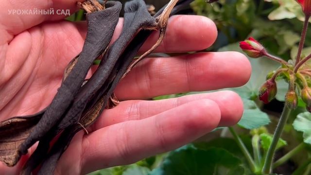 Я Офигел! Кинул Ложку под Герань и Все Другие Домашние Цветы - Листья их Позеленели и они Зацвели. смотреть онлайн