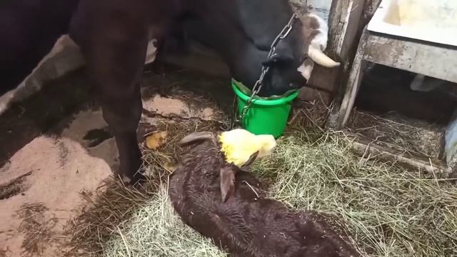 Ночной ОТЁЛ коровы, да ещё ТЕЛЁНОК задом? смотреть онлайн