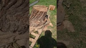 Достаем рой из дупла