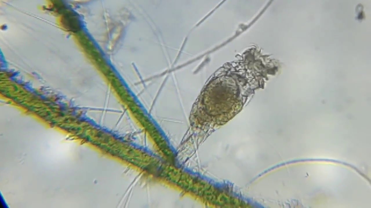 Как приготовить высококачественный корм-коловратку филодина(Philodina) смотреть онлайн