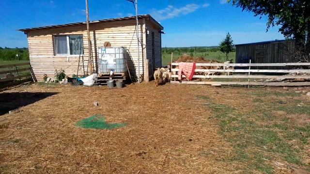 ох уж эти европейские ценности у свиней,))) смотреть онлайн