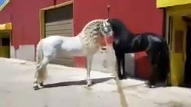 Самые красивые лошади мира смотреть онлайн