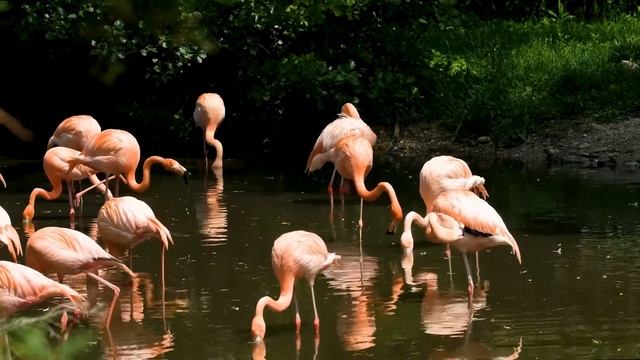 ТОП 10 самых интересных фактов о ФЛАМИНГО