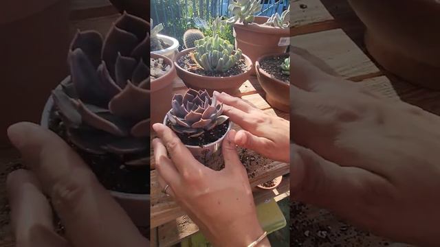 Suculenta en taza😍/ Echeveria Rejoice смотреть онлайн
