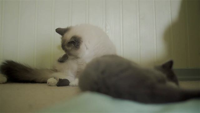 Коты перед раздачей смотреть онлайн