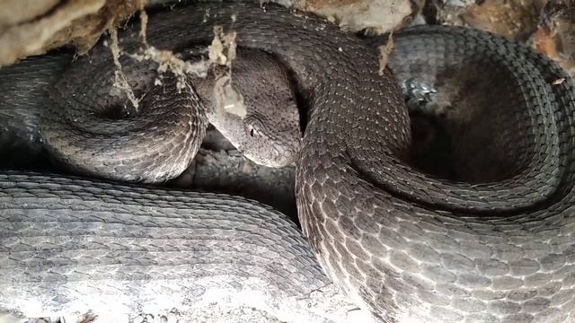 Гюрза (Macrovipera lebetina). Место обитания Гюрзы в Дагестане смотреть онлайн
