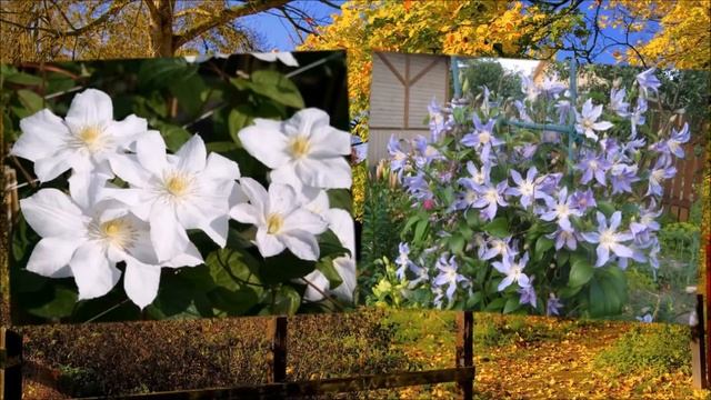 Клематисы - это полезно знать начинающим цветоводам смотреть онлайн