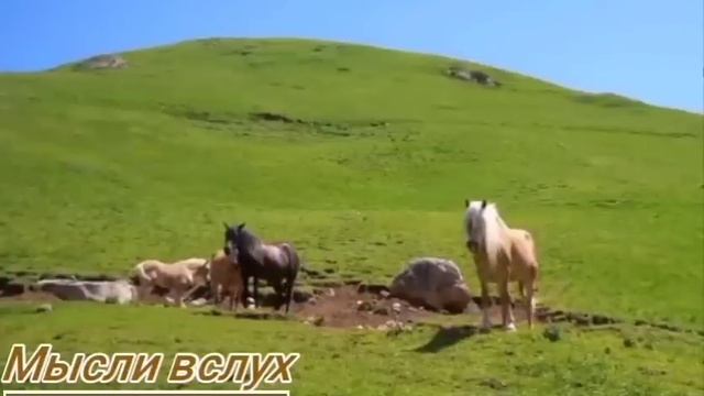 Самвел Ад и его Душечка.Чем греется ТВ.Эдик оправдывался? смотреть онлайн
