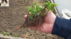 Как сажать хризантемы многолетние весной