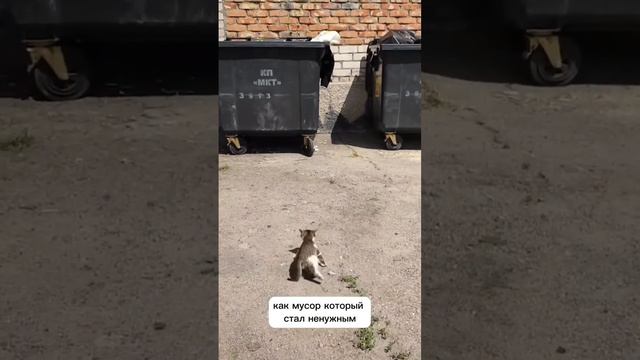 Больных котят выкинули как мусор смотреть онлайн