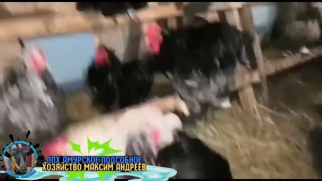 Разные породы курей смотреть онлайн