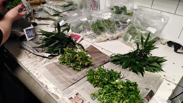 Распаковка аквариумных растений из Тайланда. смотреть онлайн