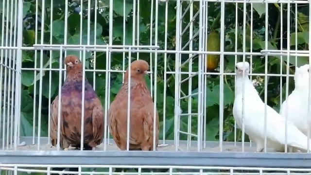 Трудноразводимые породы голубей. смотреть онлайн