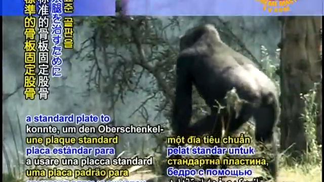 Gorilla saved by French doc's hip op смотреть онлайн