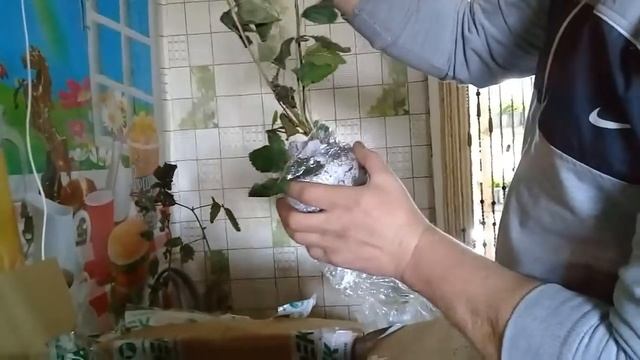 Ремонтантная без шипая ежевика Блек Джем Стар от Николая из Новоросийска. смотреть онлайн