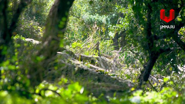 Сура «аль-‘Адият» (Бегущие) смотреть онлайн