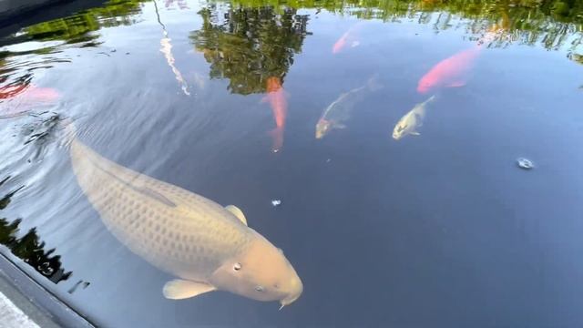 Пруд возле Дома/Пруд на своём участке/Всё своими руками/Пруд моего товарища смотреть онлайн