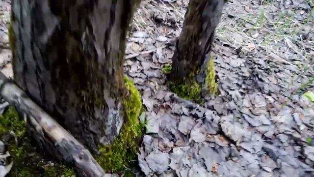 И снова сморчки смотреть онлайн