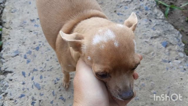 Спасение животных. смотреть онлайн