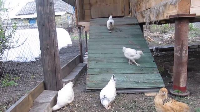 Цыплята кохинхины, брамы, адлерские, кучинские смотреть онлайн