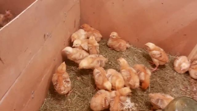 Фокси чик, Часть 2 (Цыплятам 10 дней) смотреть онлайн