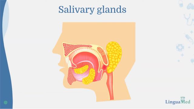 Gastroenterology.Anatomy of the gastrointestinal system смотреть онлайн