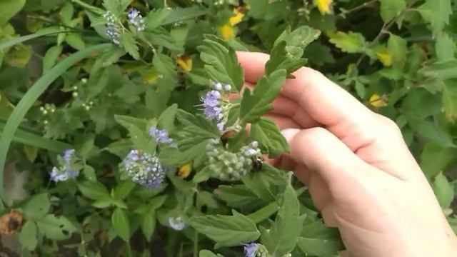 Мои цветочки в октябре???? Обзор только цветущих☝️растений в моей коллекции??????? смотреть онлайн