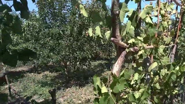 Гранатове дерево в дідусевому садочку. смотреть онлайн