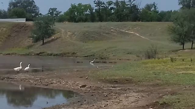 Белая цапля на реке Дунда Гутор Галина смотреть онлайн
