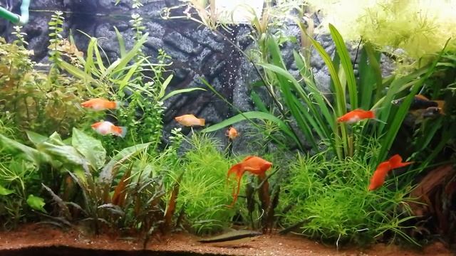 Меченосцы вильчатые чёрные, санта-клаус.