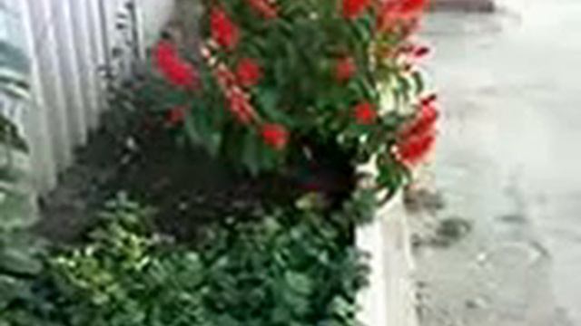 Цветы в палисаднике часть 1 смотреть онлайн