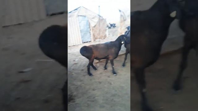 Бараны производитель К/Х Нурзода / Гиссарский бараны