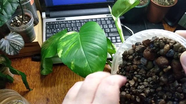 Мои комнатные растения. Экспериментальная посадка спатифиллумов и эпипремнумов в чистый керамзит... смотреть онлайн