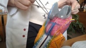 Мышцы гортани