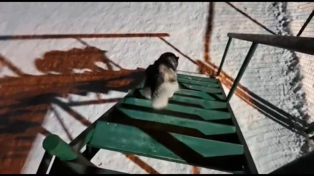 ЭМОЦИОНАЛЬНАЯ хаски ВСТРЕЧАЕТ хозяйку смотреть онлайн