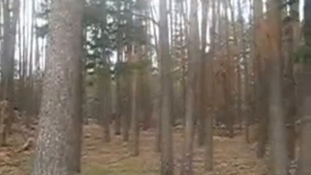 Нижиловичи 4 га ОСГ. Лес. смотреть онлайн