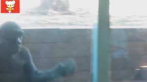 Приколы с животными, смешные животные, приколы 2014 ● Funny Animals Compilation (July 2014)