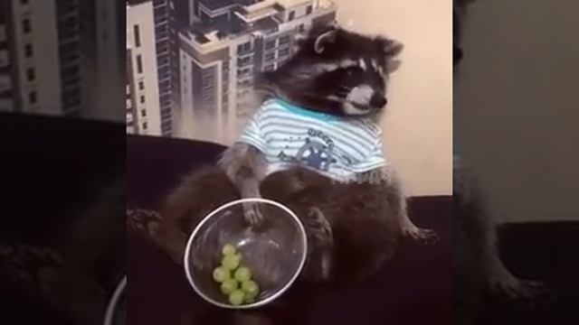 Любимое лакомство енота смотреть онлайн