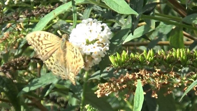 Бабочка опыляет цветы. Анапа.05.10.2020. смотреть онлайн