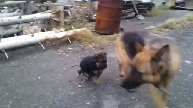 VID 20141203 161847 смотреть онлайн